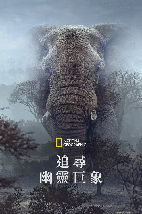 追寻幽灵大象(2026)海报