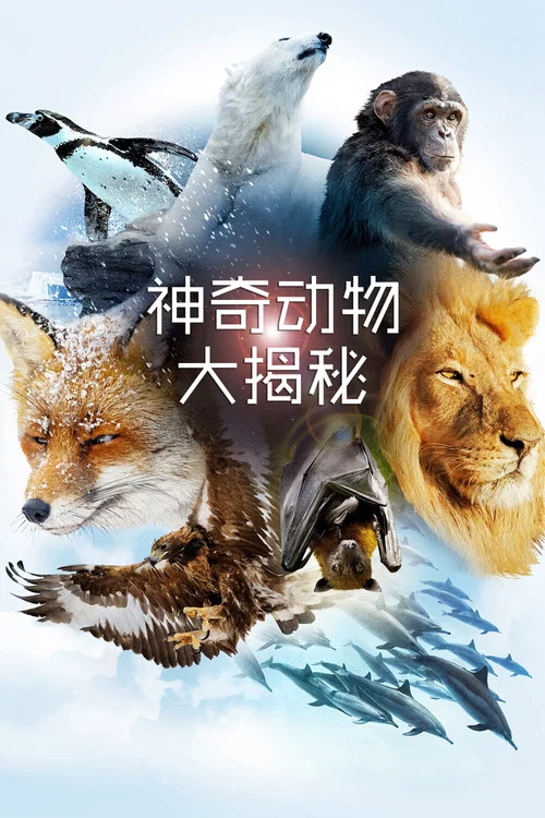神奇动物大揭秘(2014)海报