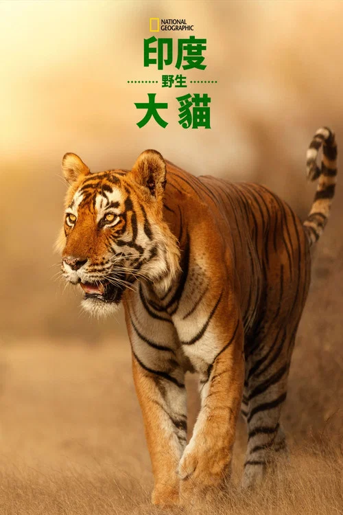 印度野生大貓(2020)海報