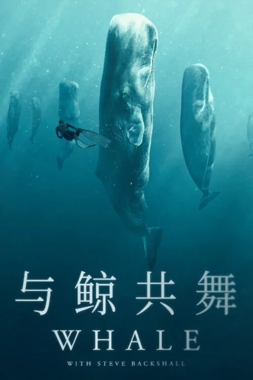与鲸共舞海报