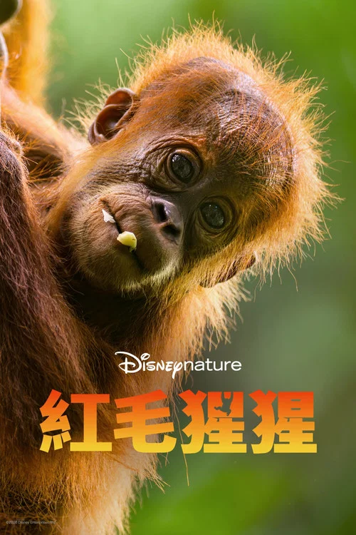 红毛猩猩(2026)海报