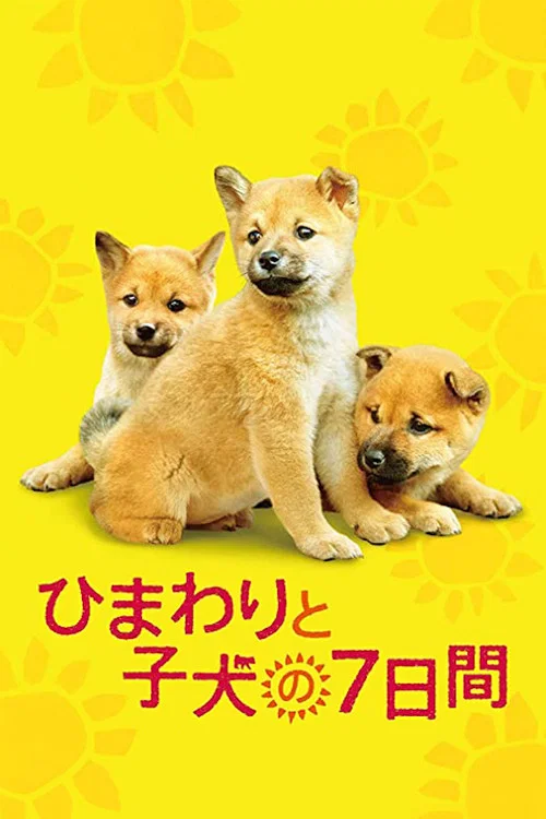 第七日的奇迹海报