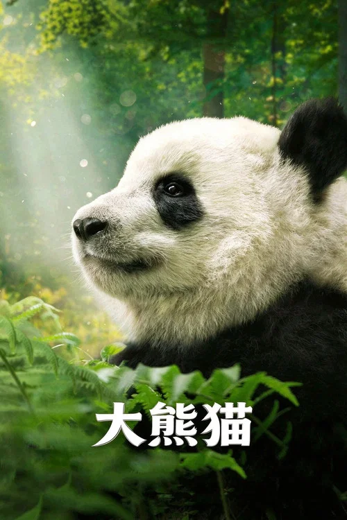 大猫海报