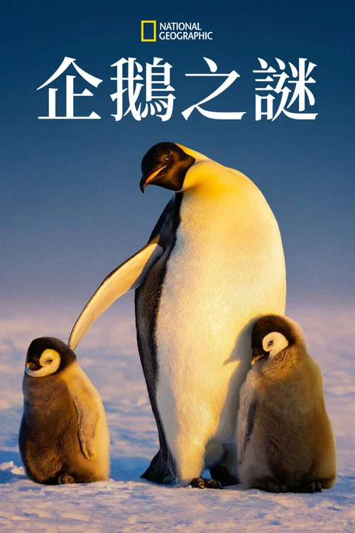 企鵝之謎(2025)海報