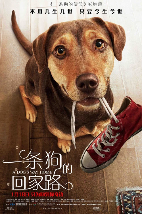一條狗的回家路(2019)海報