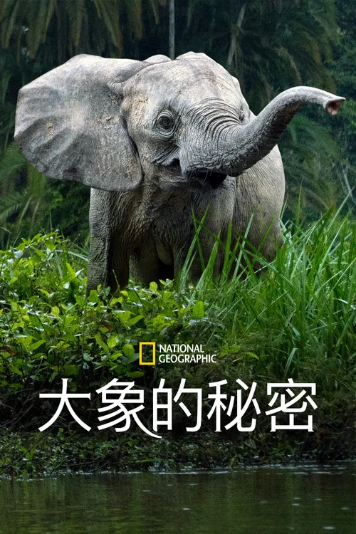 大象的秘密(2023)海报