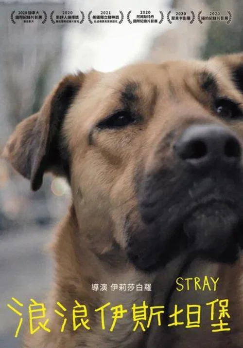 在迷途(2021)海報