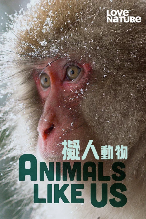 Animals Like(2024)海报
