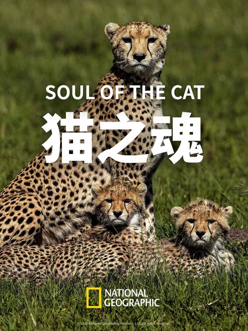 猫之魂(2017)海报