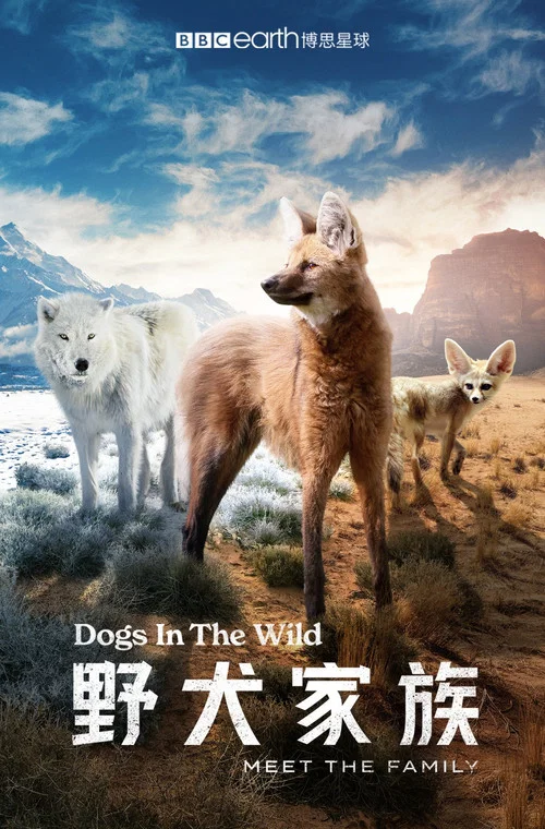 野犬家族(2022)海報