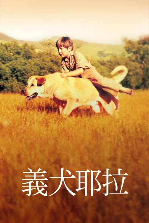 老黄狗(1957)海报