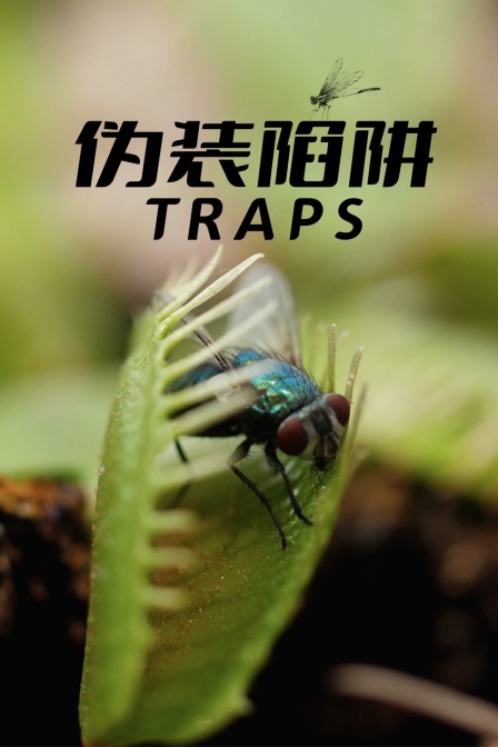 伪装陷阱(2025)海报