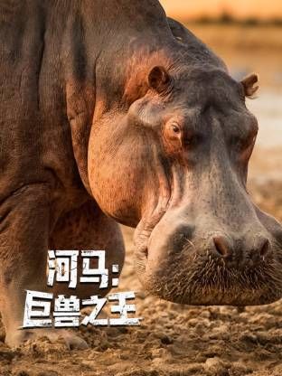 河马:巨兽之王(2025)海报