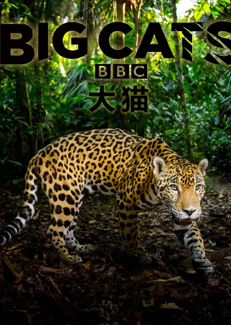 大猫:终极猎食者英语(2018)海报