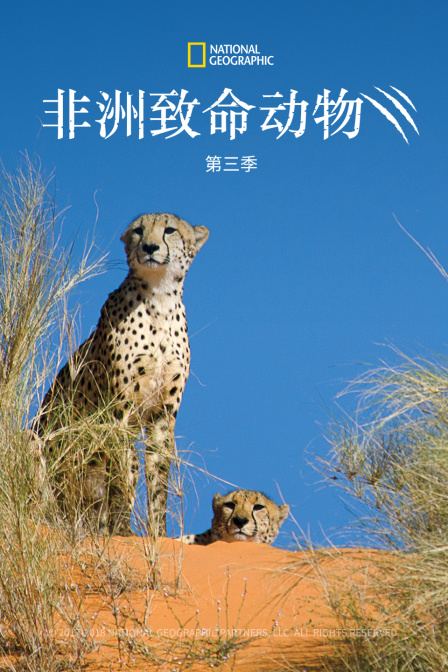 非洲致命动物第三季(2011)海报