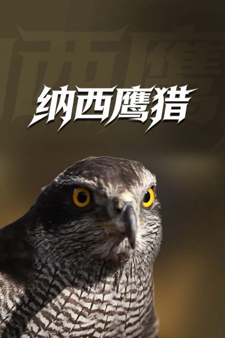 纳西鹰猎(2025)海报