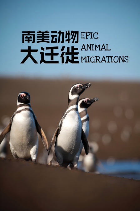 南美动物大迁徙(2026)海报