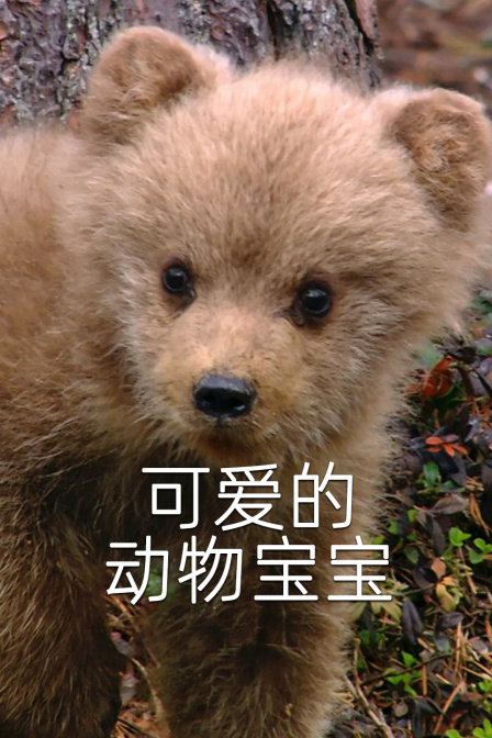 可爱的动物宝宝(2024)海报