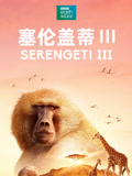 塞伦盖蒂第三季(2017)海报